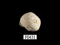 藏品(紫口珊瑚螺)的圖片